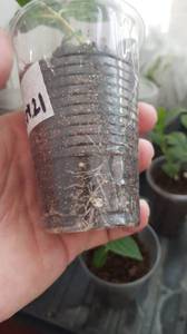 черенки гортензий март2021-2.jpg