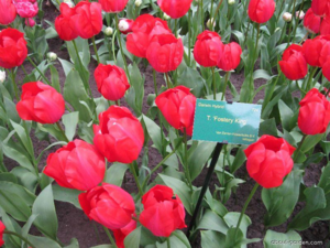 11688-tulipa-darwin-hybrid-fostery-king.png