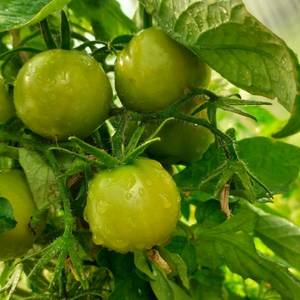 дет Вера Иванвна.jpg