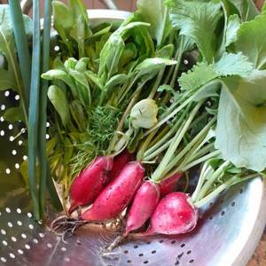 редиска Сора.jpg