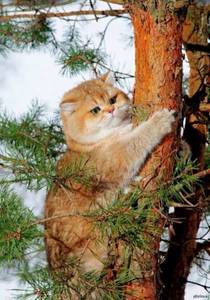 Кот_на_сосне.jpg