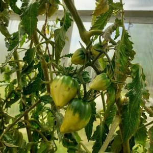 Золоте горы Медео.jpg