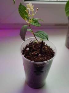 черенки гортензий март2021-5.jpg