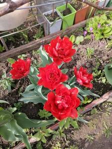 1510953655_ALSwuA0BaN8(1).thumb.jpg.81a8c3fdfda2c791d3e11f047f0997f6.jpg