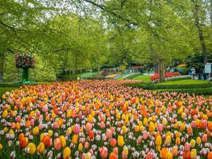 1620330692026_keukenhof-tulip-garden-netherlands-7.jpg