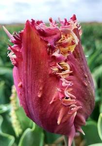 Tulipa Crunchy Cummins.jpg