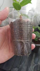 черенки гортензий март2021-1.jpg