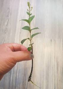 черенки гортензий март2021-4.jpg