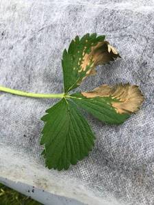 Болеет клубника 2.jpg