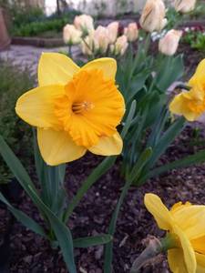 20210516_212736.thumb.jpg.c15bf2f51b588d28db48161b05b1625a.jpg