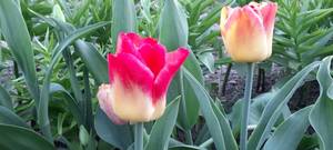 20210518_194344.jpg