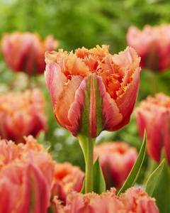 Tulipa Royal Centennial.jpg