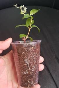 черенки гортензий март2021-6.jpg