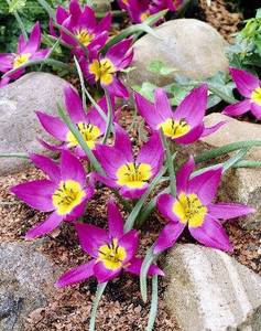 Tulipa pulchella Eastern Star.jpg