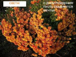 1 ноября. А хризантемы  цветут. - копия.jpg