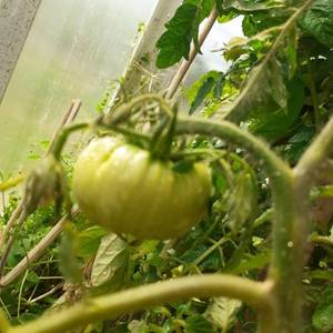 ЧС от Борисовны.jpg