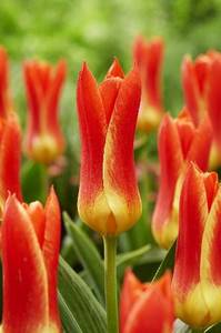 Tulipa Yaris Masson.jpg