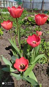 IMG_20210505_111356.jpg