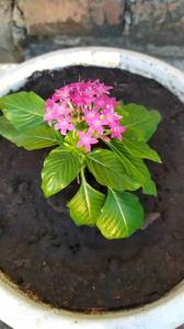 IMG_20210506_194719.jpg