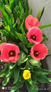IMG_20210507_082503.jpg