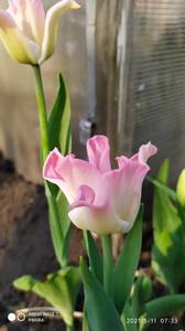 IMG_20210511_073338.jpg