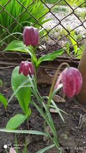 IMG_20210511_075320.jpg