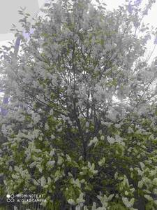 IMG_20210515_070238.thumb.jpg.402696474d94130ef2ff4df9ea50d4de.jpg