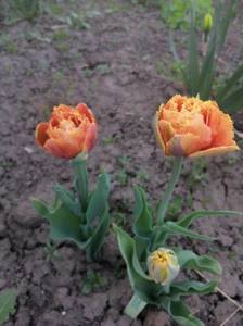 IMG_20210517_183503.jpg