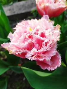 IMG_20210518_193155.thumb.jpg.a2dd5fbd509654c4bfdaaa582b0f0ca1.jpg
