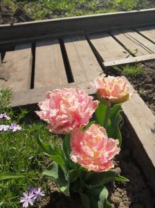 IMG_20210519_074706.jpg