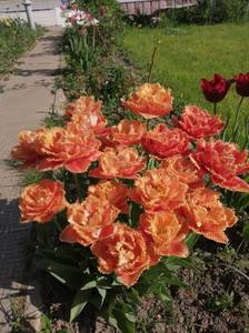 IMG_20210519_074914.jpg