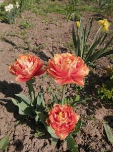 IMG_20210519_084211.jpg