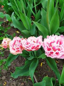 IMG_20210519_125829.thumb.jpg.6055e1ca65be43f002a2a0ecf46c4418.jpg