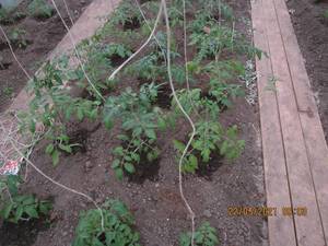 IMG_6219.thumb.JPG.21d6e6b9159693ac4472c301874ac57b.JPG