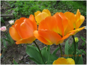 image.thumb.png.0e90209fe1c87bcf7e80c892a158d142.png