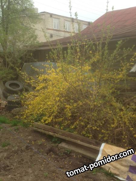 Форзиция2.JPG