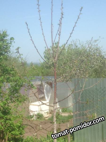 Черешня Ревна погибает.JPG