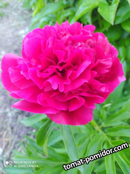 IMG_20210526_184040_1.jpg