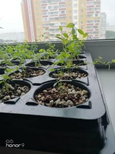 Голубика Дениз Блю 2021.jpg