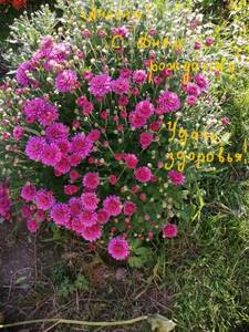 IMG_20200923_161846 - копия.jpg