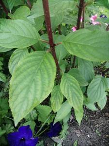 WhatsApp Image 2021-06-23 at 21.43.24.jpeg