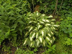 Хоста UM DSCN1066.JPG