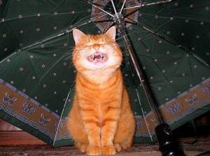 Рыжий кот с зонтом.jpg