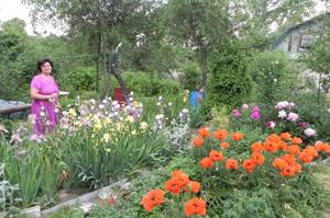 Ирисы 06-06-2014 DSCN9185.JPG