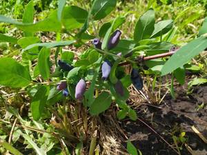 WhatsApp Image 2021-06-03 at 15.12.48.jpeg