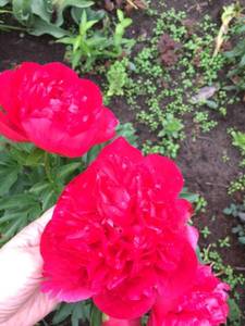 A42EB186-532E-4AB7-8964-3D87A621837B.jpeg
