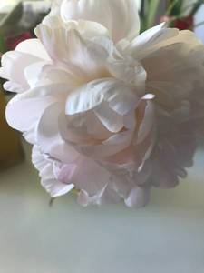 D46FD34D-E4C3-4702-9E92-55DB9288F65C.jpeg