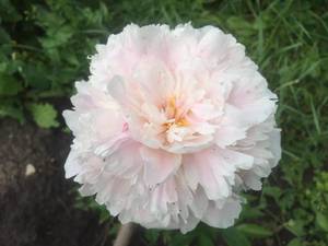IMG-20210614-WA0005.thumb.jpg.4bfa9fa1900aa1c925e372b28aa74e9b.jpg