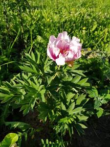 IMG-20210618-WA0005.thumb.jpg.edda7b69b047f82f338cf4b1856720cd.jpg