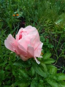 IMG_20210601_091946.thumb.jpg.b43ebb34f5772b63d0b3cf47ea462134.jpg